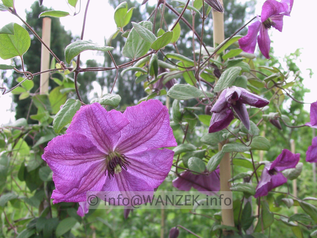 Clematis viticella Kaaru 2.JPG
